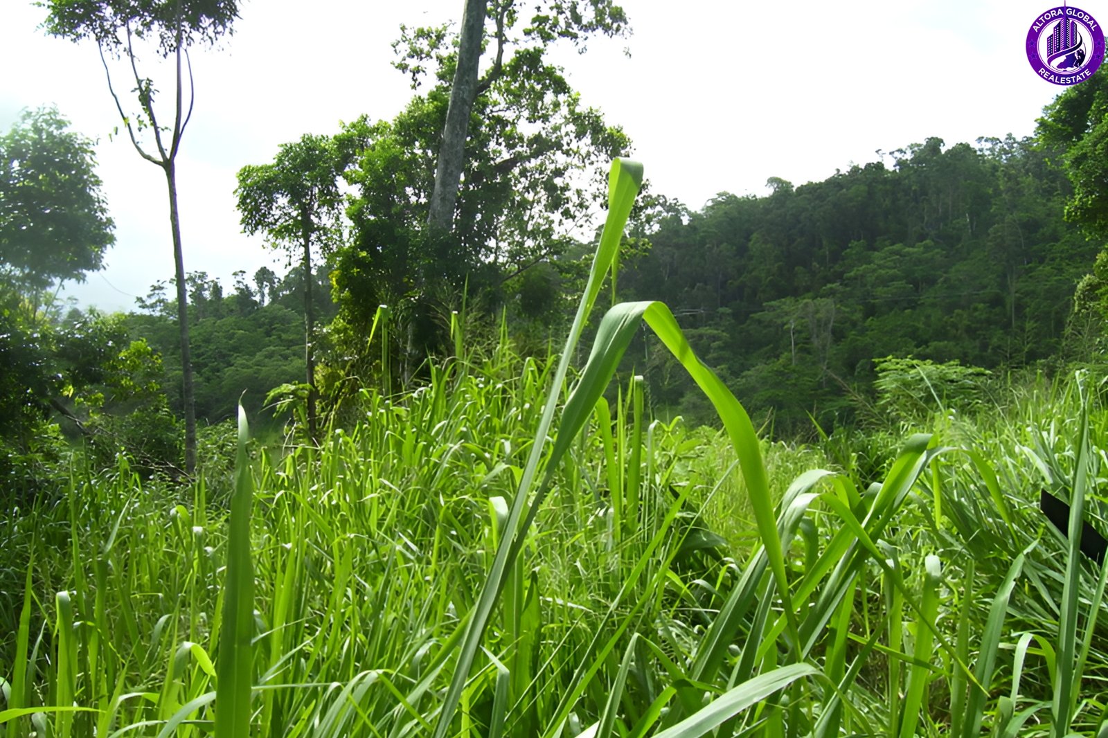 514 Dunwoody Road, Ball Bay, Qld 4741